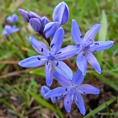 scille printanière fleur bleue