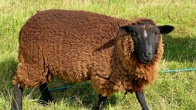 un-mouton-noir
