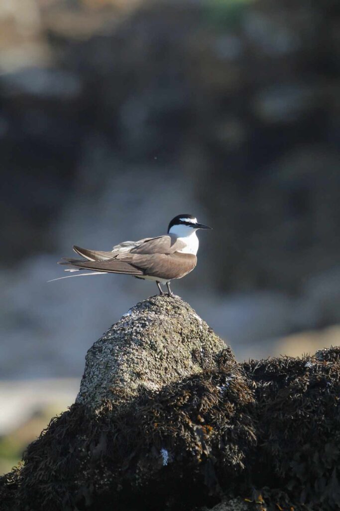 la sterne bridée, la plus rare en Bretagne