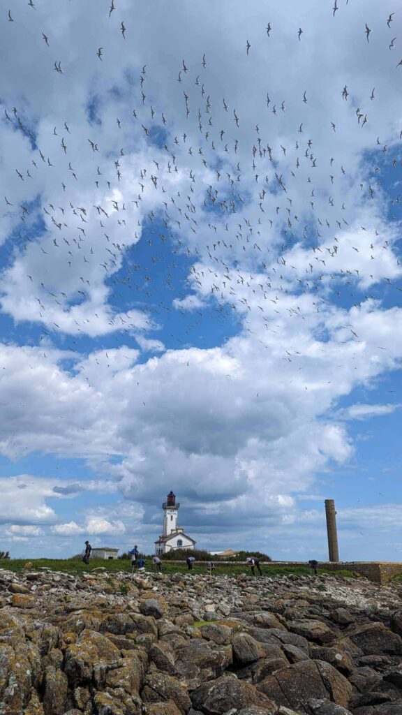 ile aux oiseaux