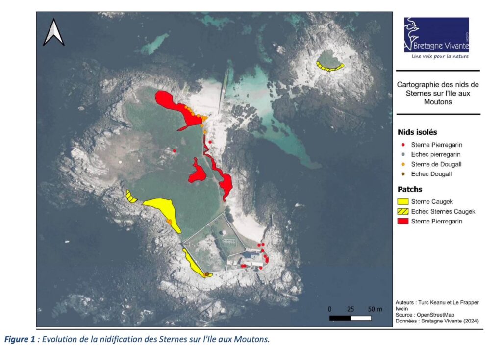 évolution de la nidification des sternes sur l'île aux moutons