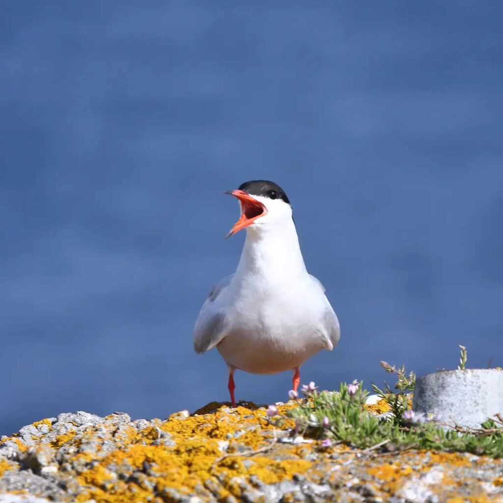 sterne sur l'ile aux moutons