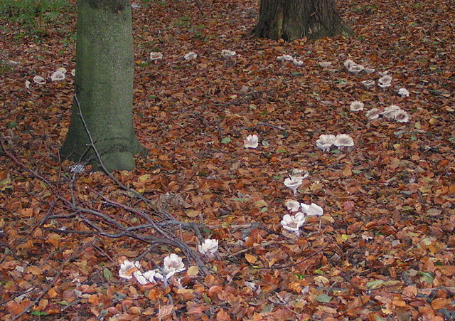 ronds de sorcières dans un sous bois